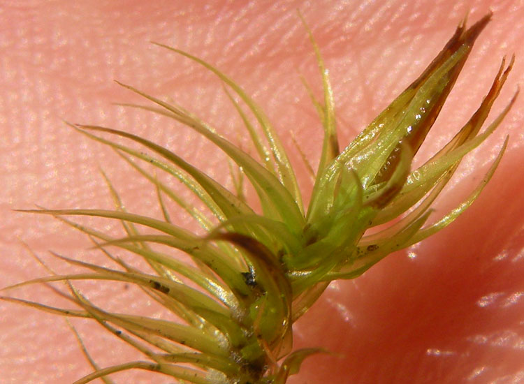 Muschio trentino: Dicranum majus?